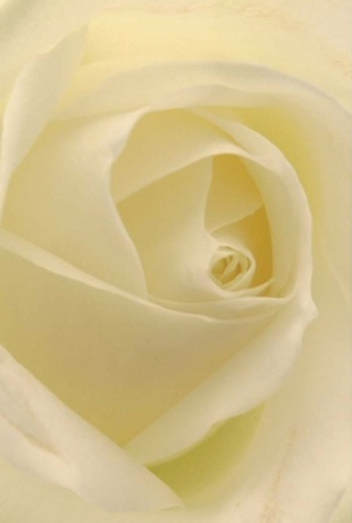Seen up close, this classic white rose becomes a meditation on tranquility and grace-petals unfurling seamlessly in creamy layers, each edge capturing the natural light as if the bloom holds the dawn itself within its heart. The interplay of matte and subtle sheen invites focus on the delicate craftsmanship, a hallmark of the refined floristry found in Westcombe Park flower shops. Soft shadows weave between petals, creating an almost ethereal depth that pairs effortlessly with a palette of whites and creams-timeless, elegant, and endlessly appropriate. The spiraled core is near-perfect, suggesting purity and a quiet inner resilience, while the translucent outer petals whisper of fragility tempered by careful arranging hands. Whether chosen for romantic occasions, heartfelt apologies, or as a dignified centrepiece for gatherings near Blackheath or Greenwich, the rose's serene presence radiates an unspoken fragrance-crisp, clean, and uplifting. Each nuance in tone and form speaks to the thoughtful artistry of local Westcombe Park floral designers, who understand how to transform natural beauty into a message of peace and hope for every special moment.